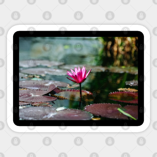 Meditation Wall Art Print - Water Lily Meditation - canvas, Photo print, artboard print, poster Canvas Print Sticker by DigillusionStudio